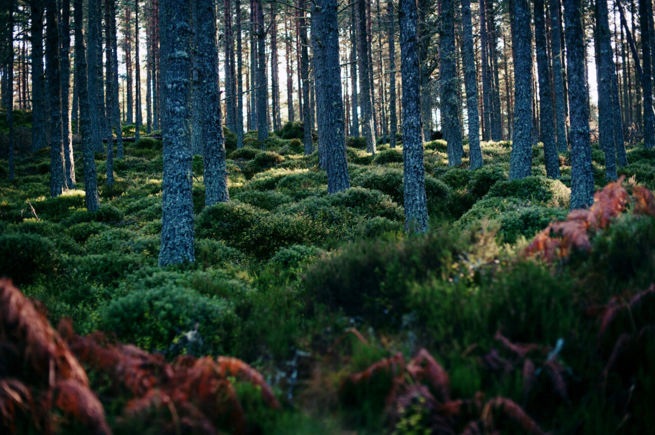 Woodlands