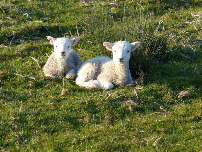 Luxury Glamping Lincolnshire