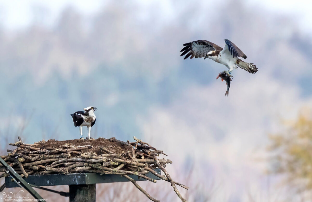 Osprey at Rutland Water © Steve Waddingham