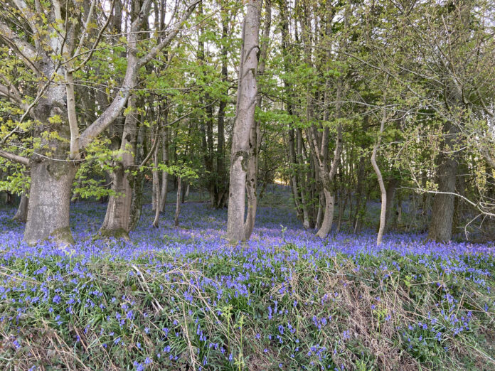 The Field Cabins Hampshire