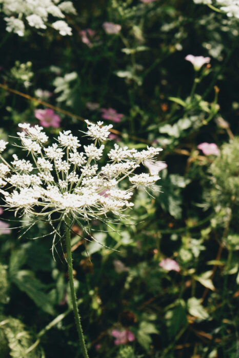 Wildflower Wagon