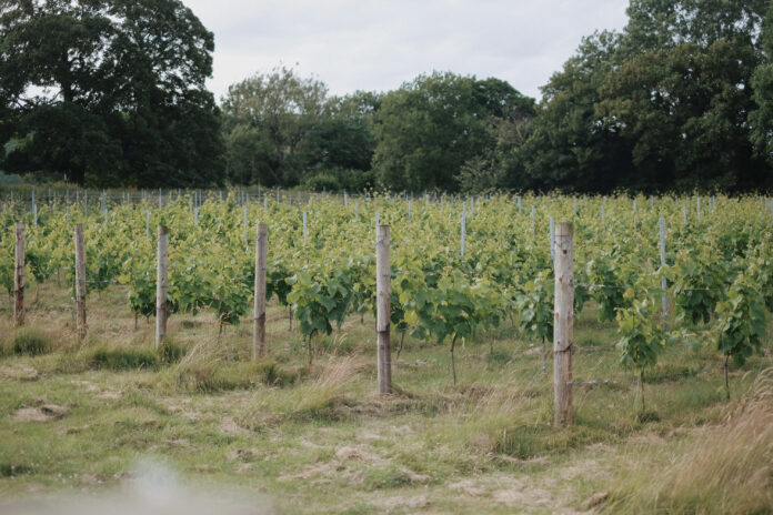 Highbrook Cottage on Kip Hideaways