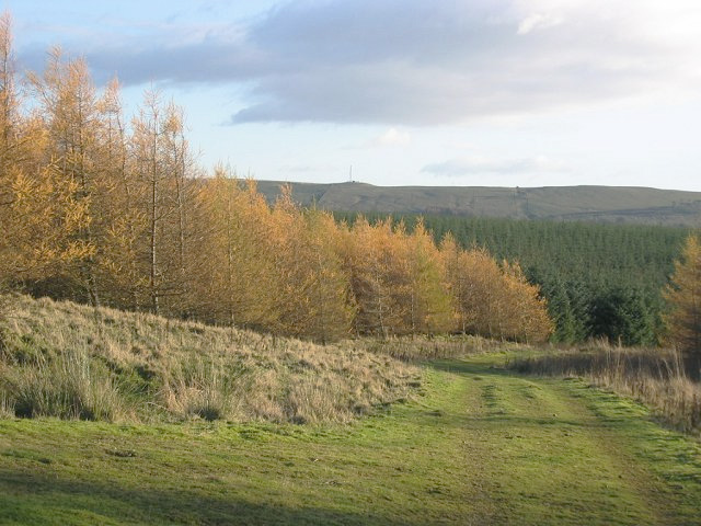 Deepsyke Forest
