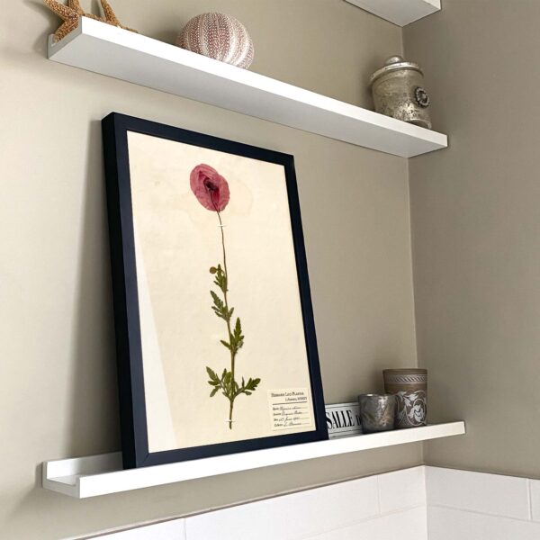 Poppy Herbarium