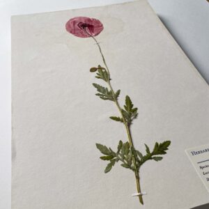 Poppy Herbarium - Image 3