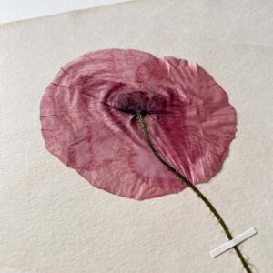 Poppy Herbarium - Image 2