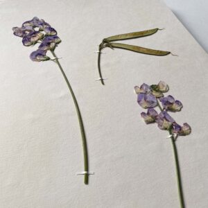 Sweet Pea Herbarium - Image 2