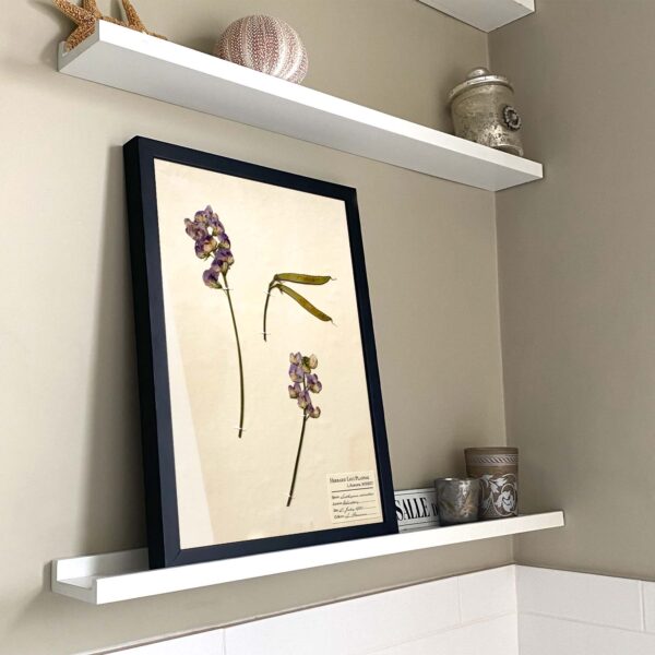 Sweet Pea Herbarium