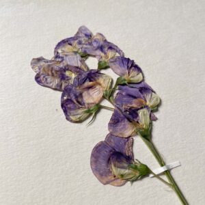 Sweet Pea Herbarium - Image 3