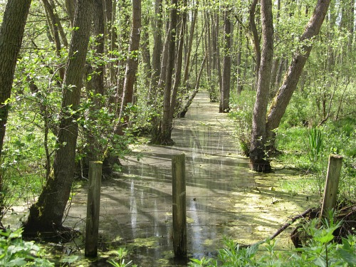 Pingo Trail © Explore Norfolk UK
