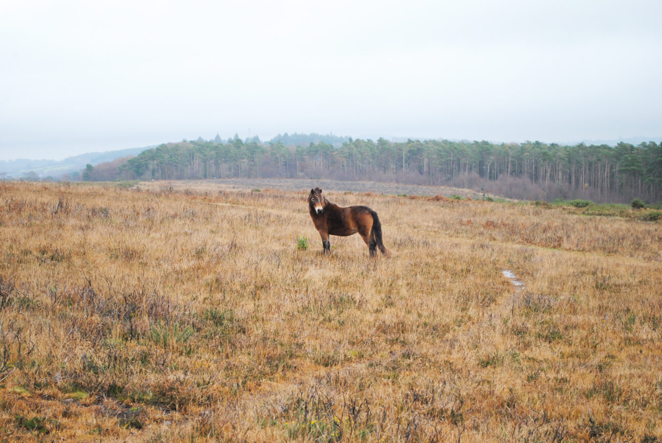 Exmoor