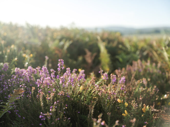 Little Combe on Kip Hideaways