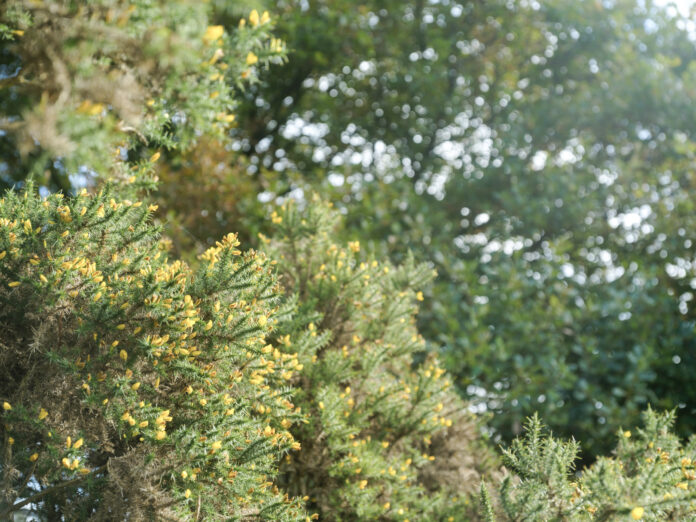 Little Combe on Kip Hideaways