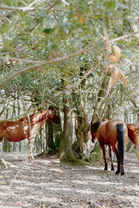 Little Combe on Kip Hideaways