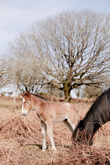Little Combe on Kip Hideaways