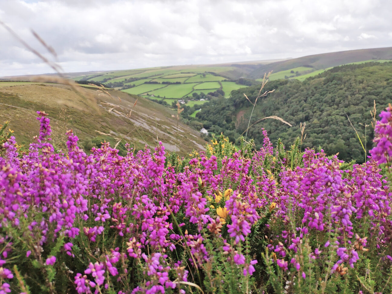 Exmoor