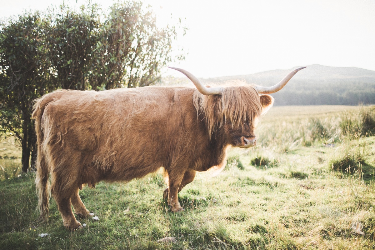 Highland cow