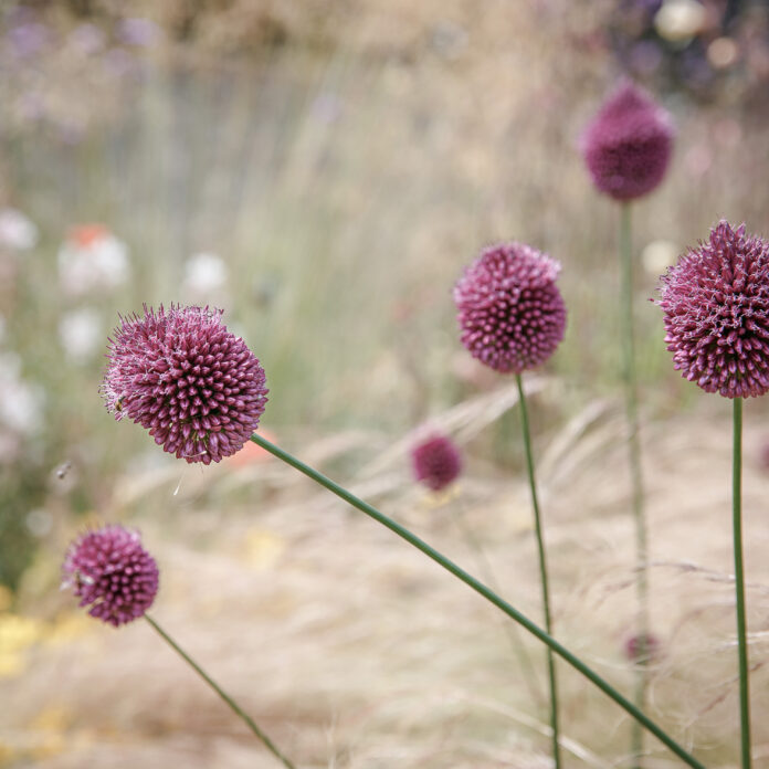 Secret Garden, Norfolk