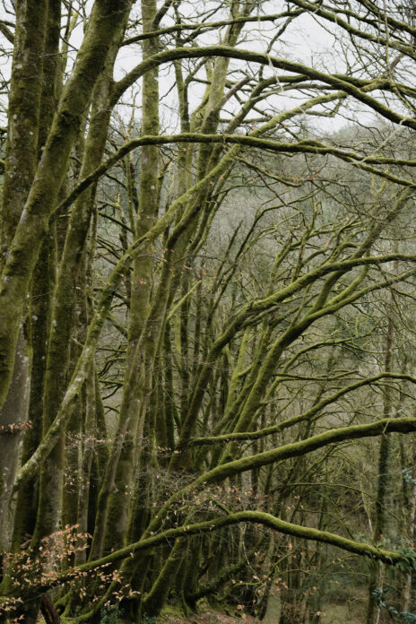 Trees in woodland