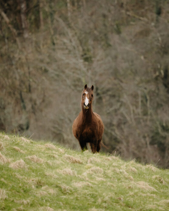 Horse in a field