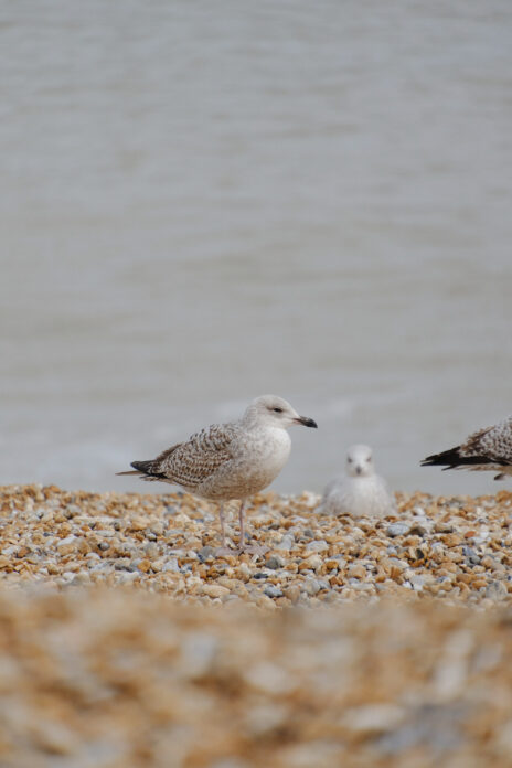 Cordyline Cottage on Kip Hideaways