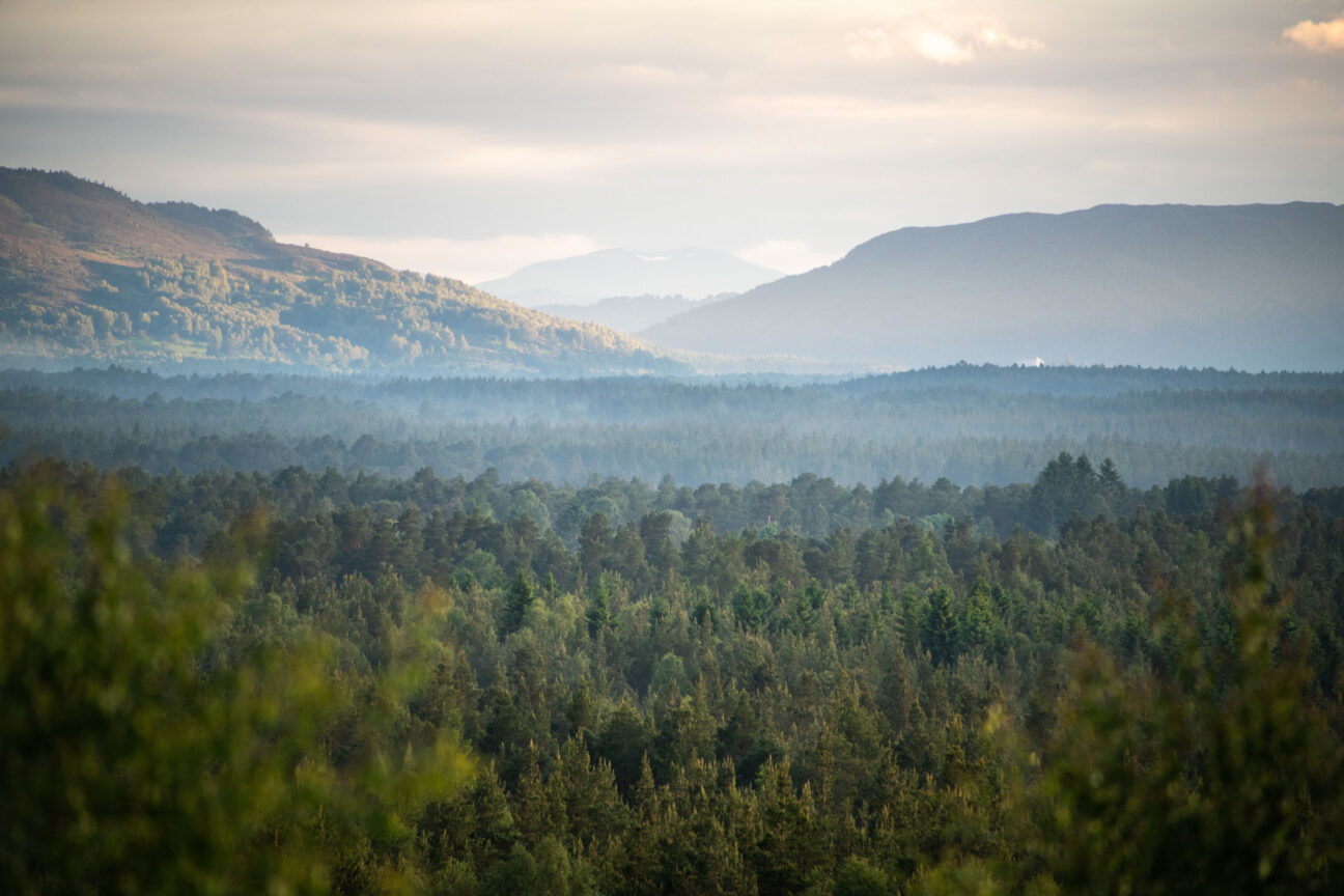 Abernethy Forest