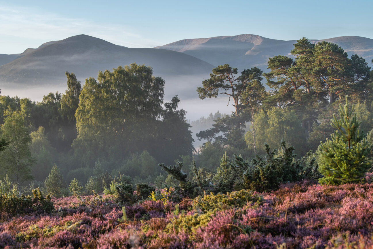 Heather Bloom in Rothiemurchas Forest