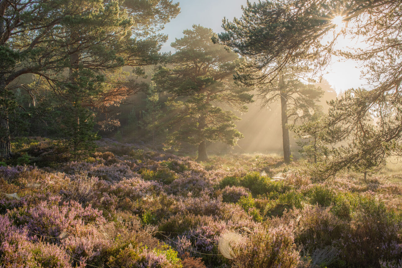 Heather Bloom in Rothiemurchas Forest