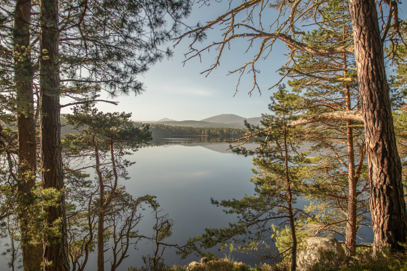 Loch Garten Pines
