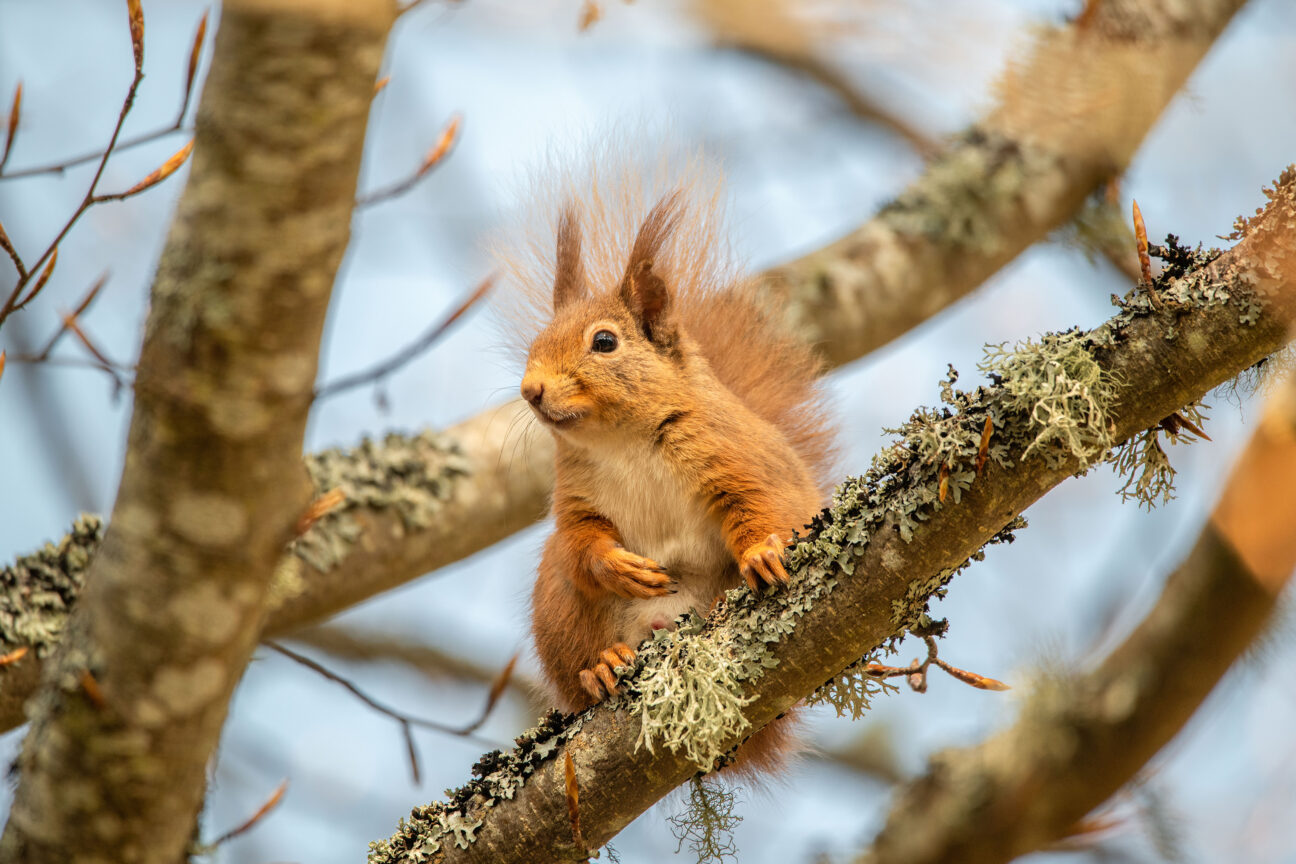 Red Squirrell from the cabin