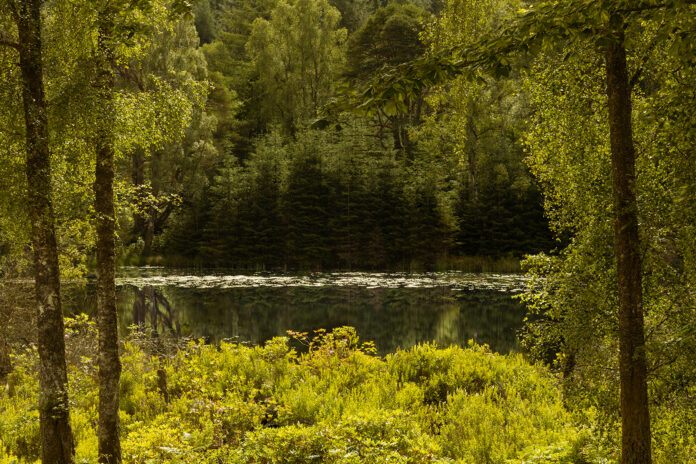 Glen Glack Cabins