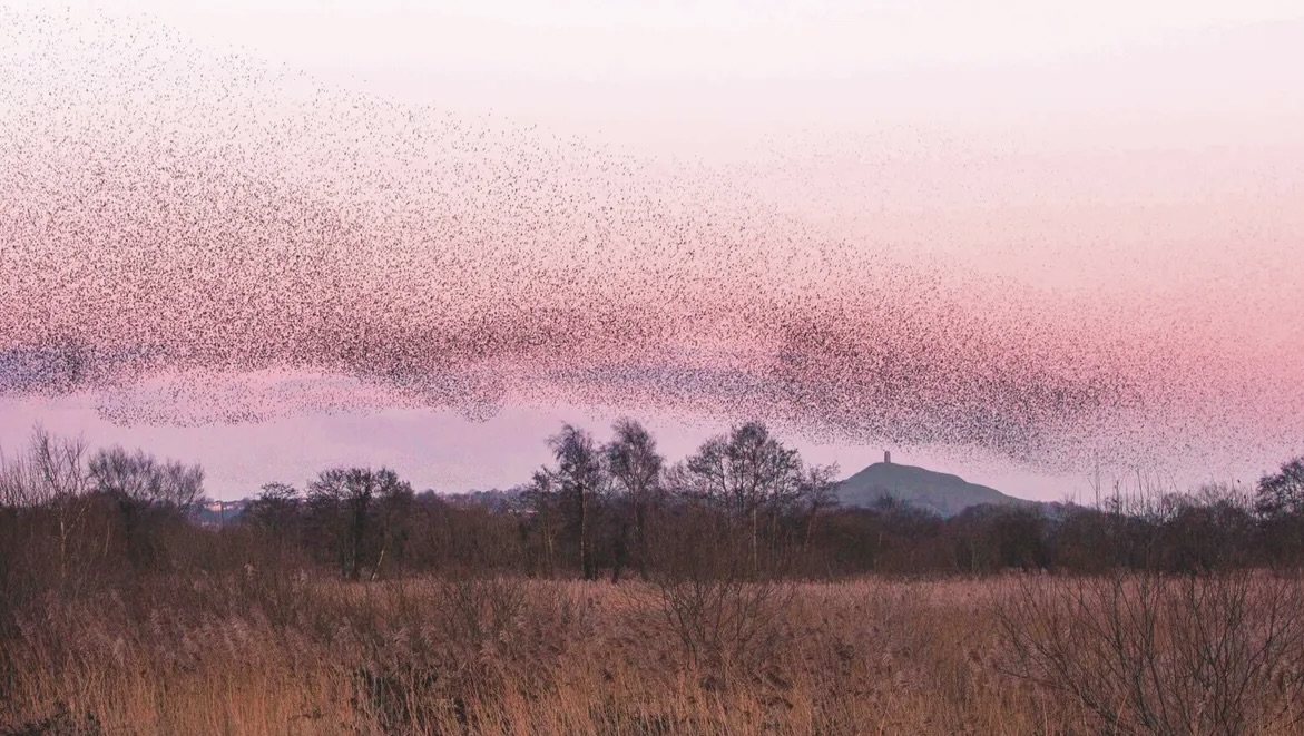 Murmurations