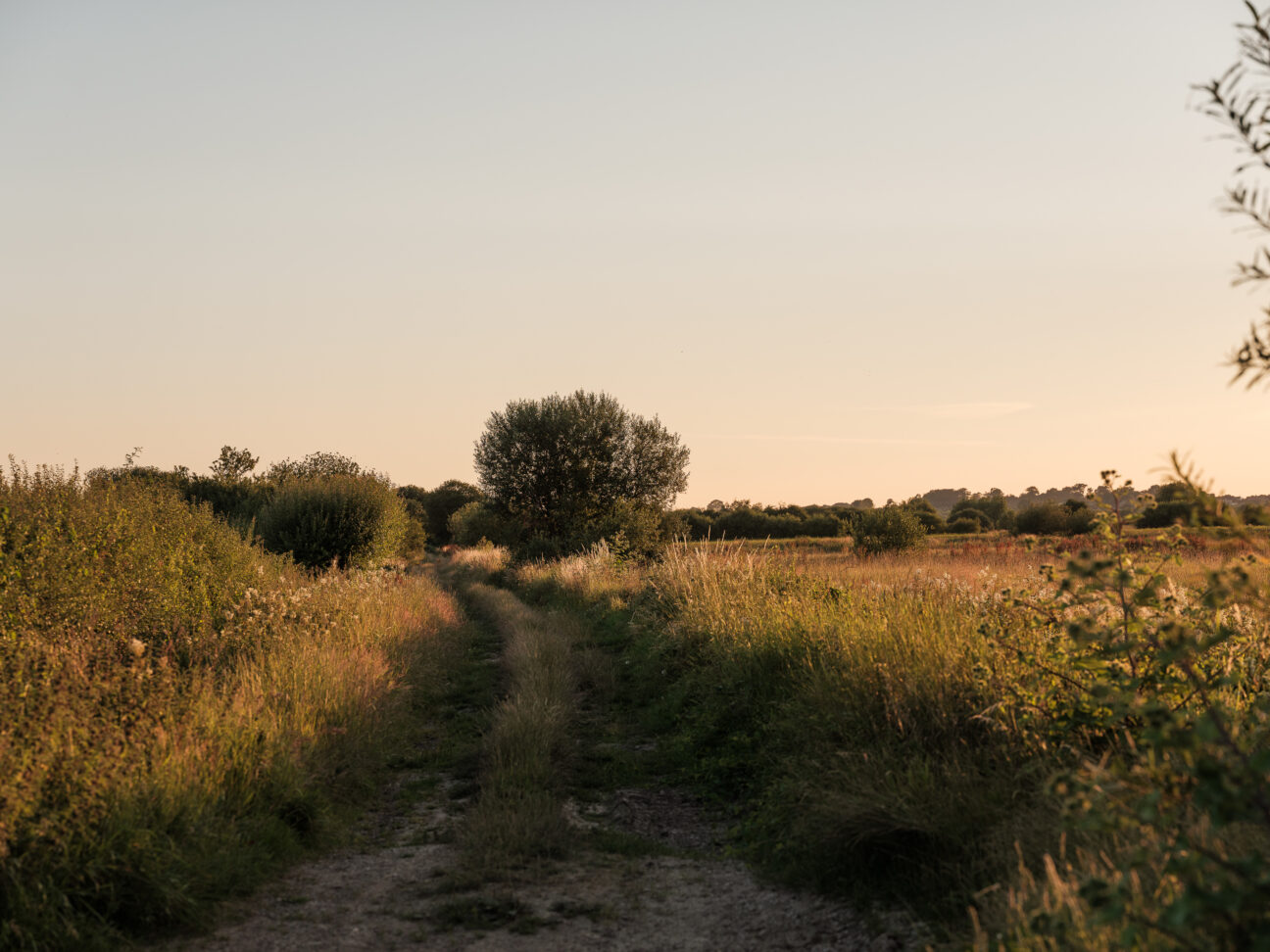 A walking path through the Somerset countryside