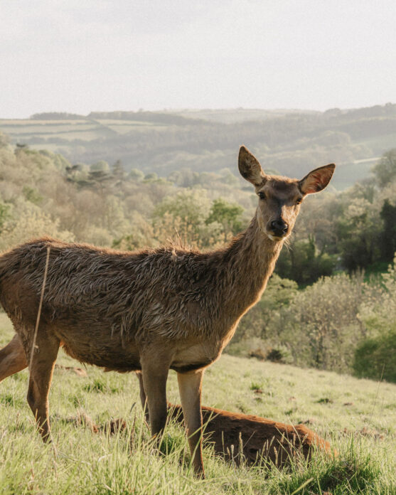Ukai CoveValley on Kip Hideaways