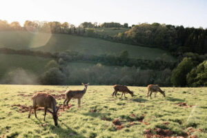 Ukai CoveValley on Kip Hideaways