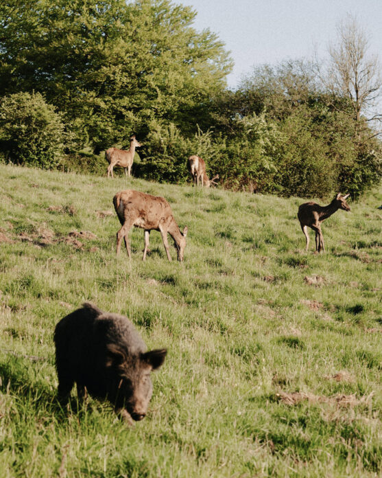Ukai CoveValley on Kip Hideaways