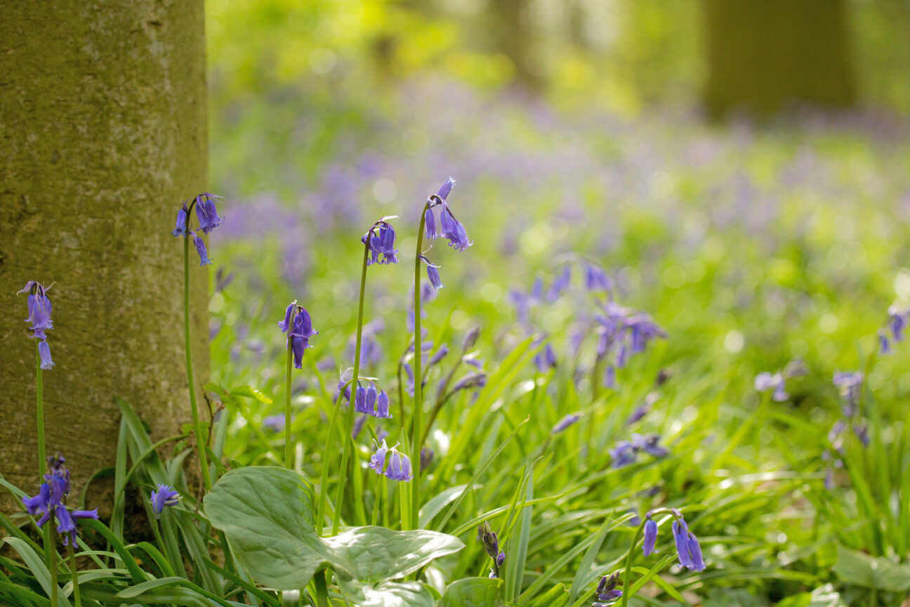 Bluebell Woods © Diana Parkhouse via Unsplash