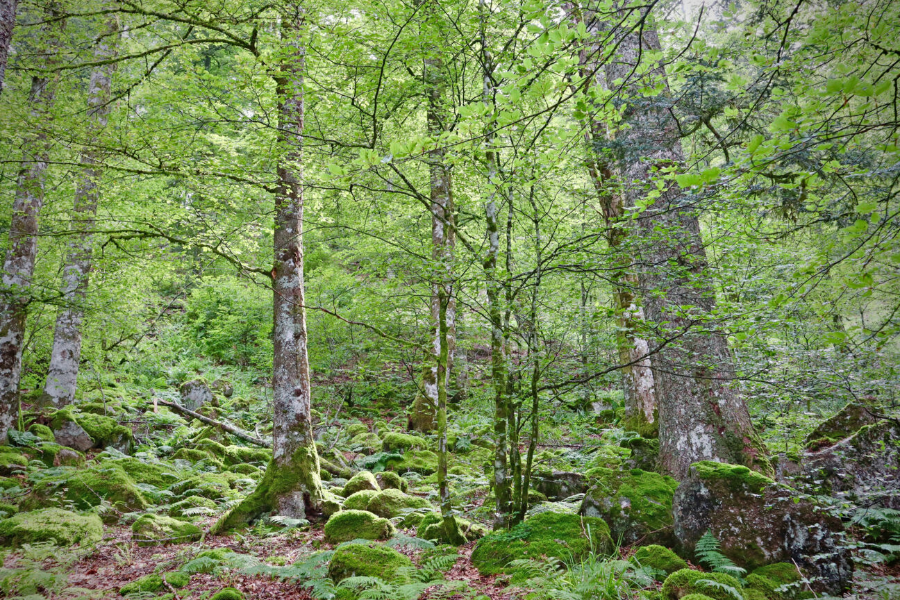 Leigh Woods © Thomas Evans via Unsplash