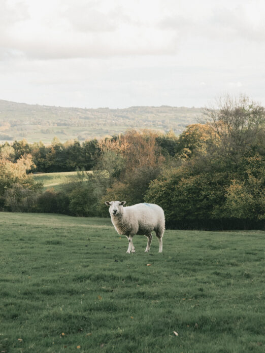 Rest & Wild Shropshire