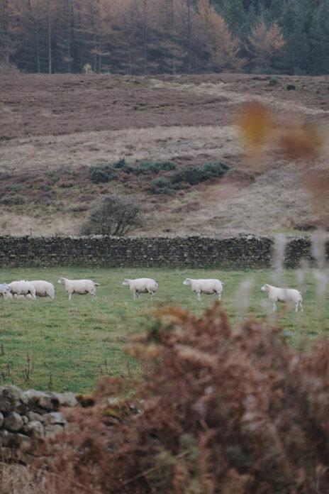 Rest & Wild Yorkshire