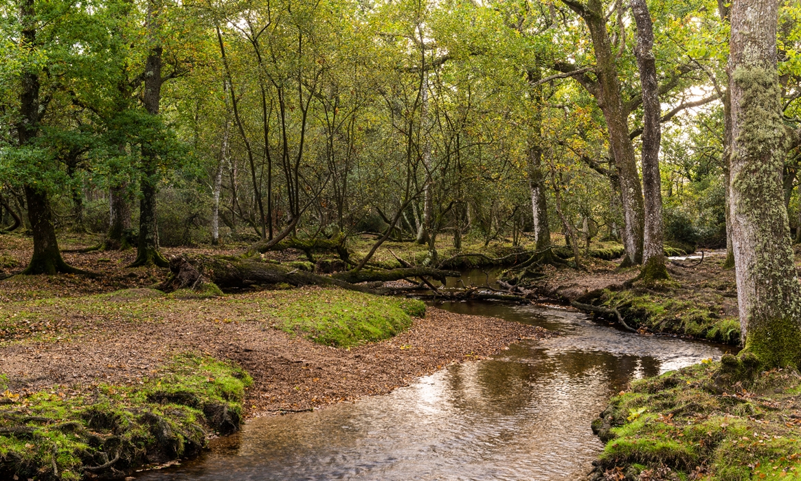 Cannock Chase Forest via Visit Birmingham
