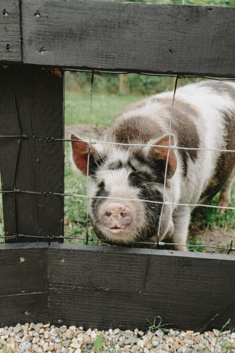 Log Store on Kip Hideaways