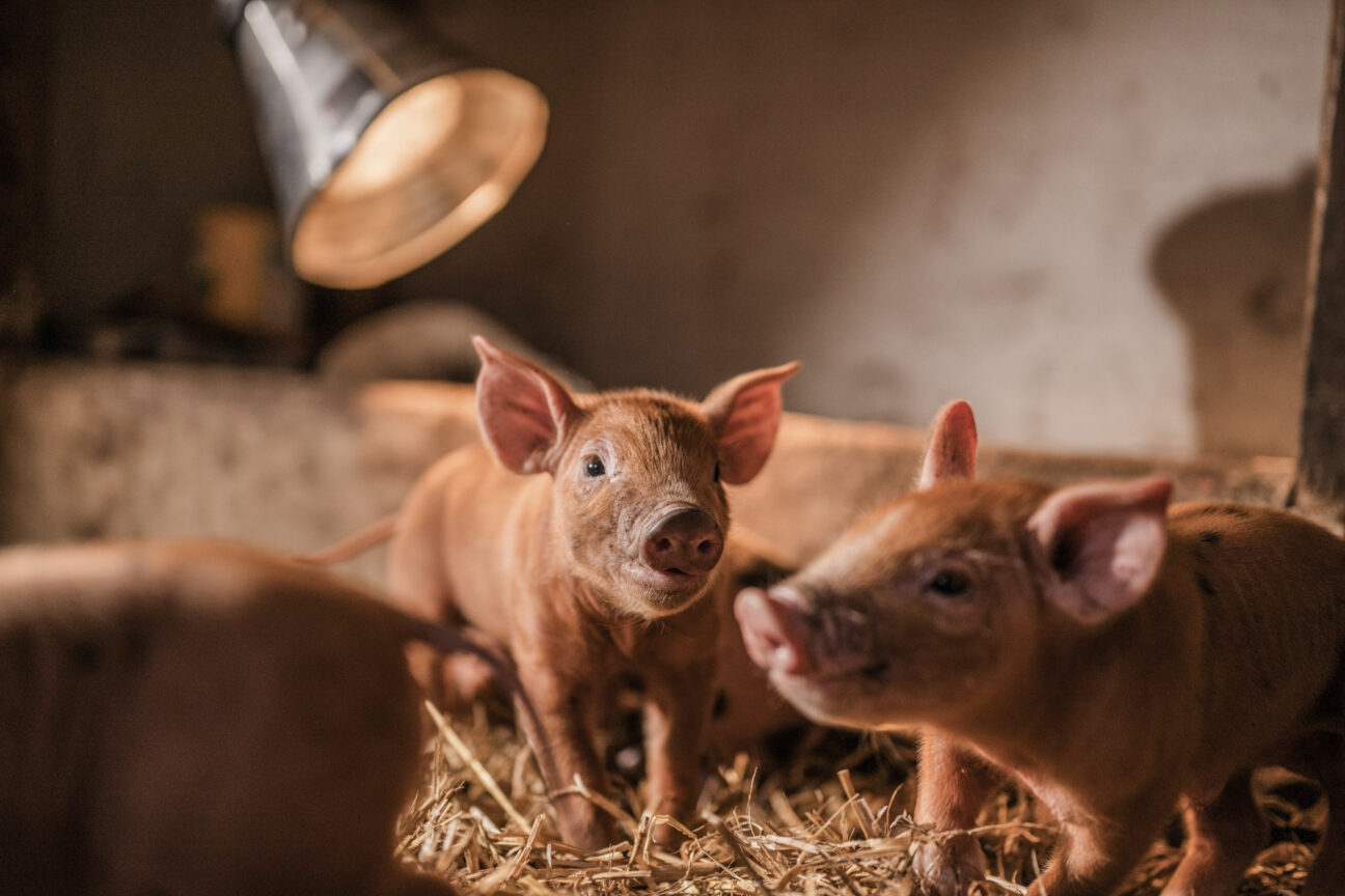 Combe Head House on Kip Hideaways