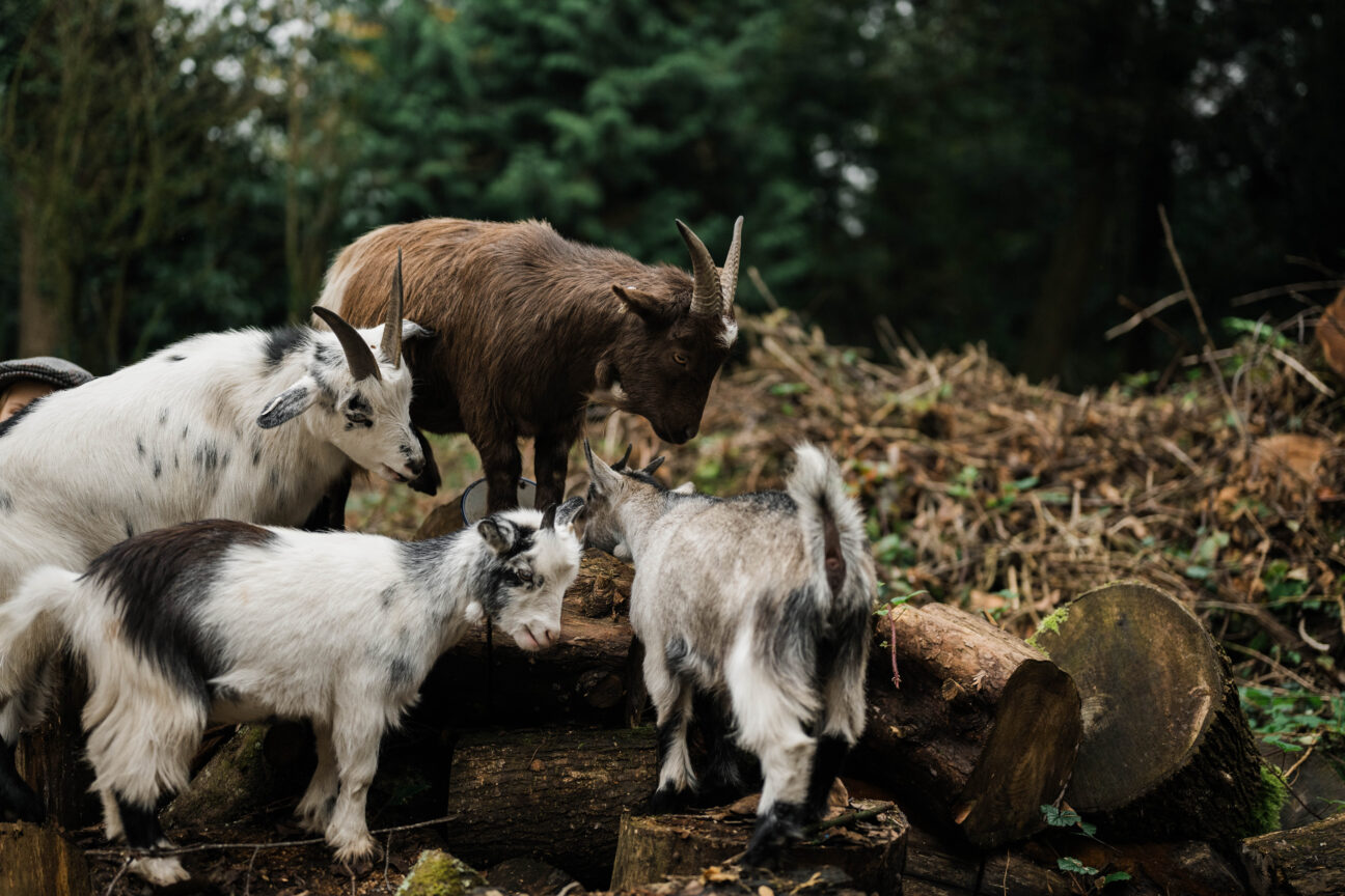 Combe Head House on Kip Hideaways