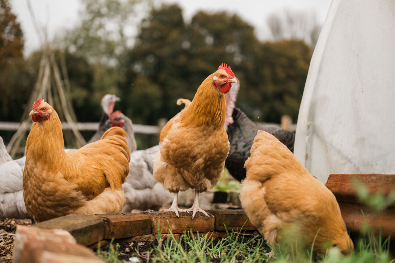 Combe Head House on Kip Hideaways