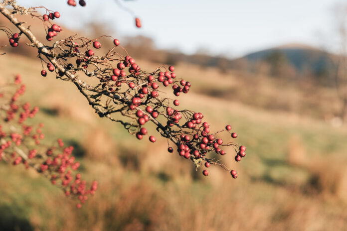 Ridge House on Kip Hideaways