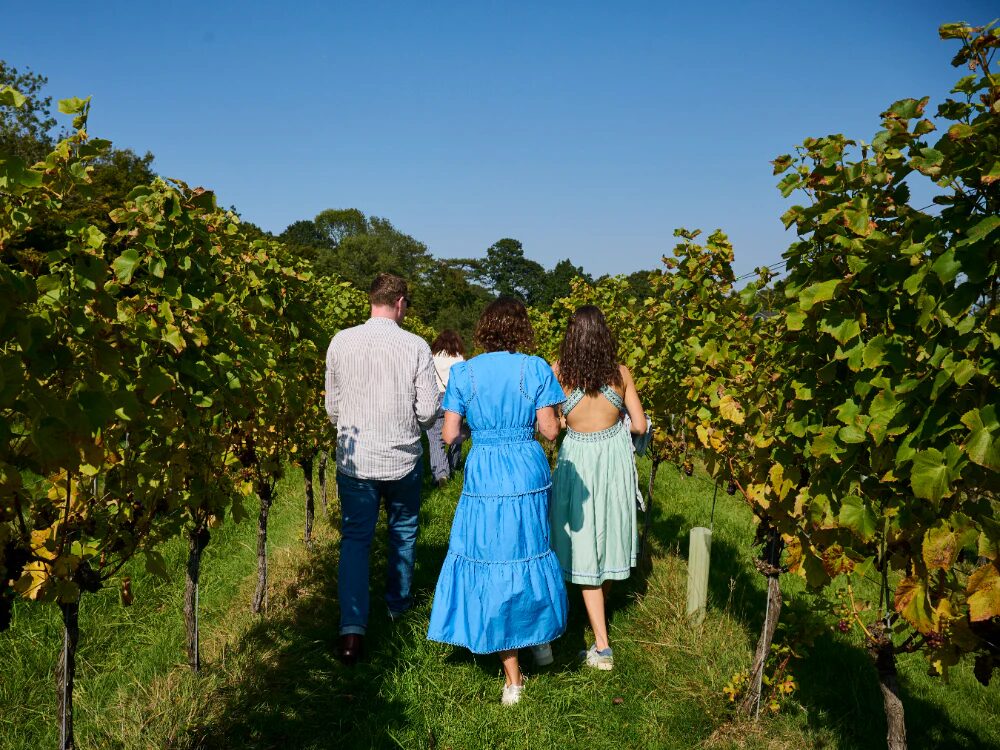 Sugrue Vineyard