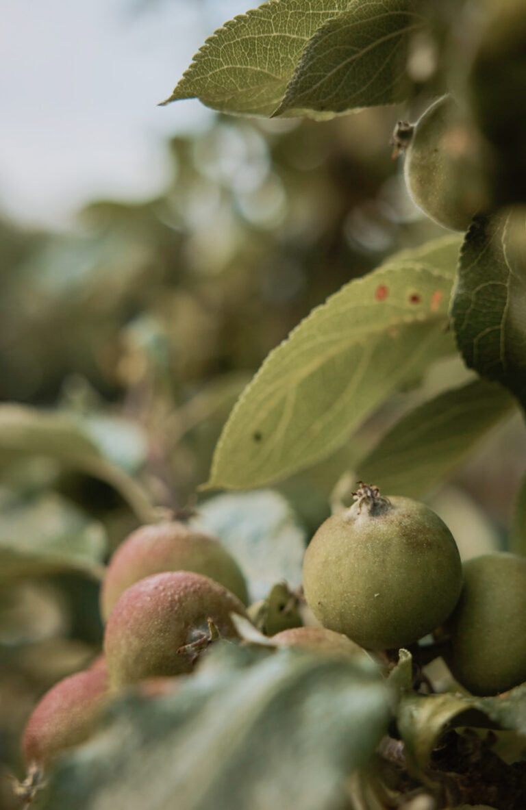 Itchen Valley Studio on Kip Hideaways