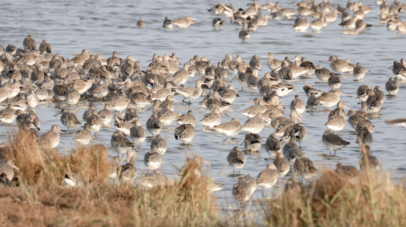 Oare Marshes near Red Cabin Oare on Kip Hideaways