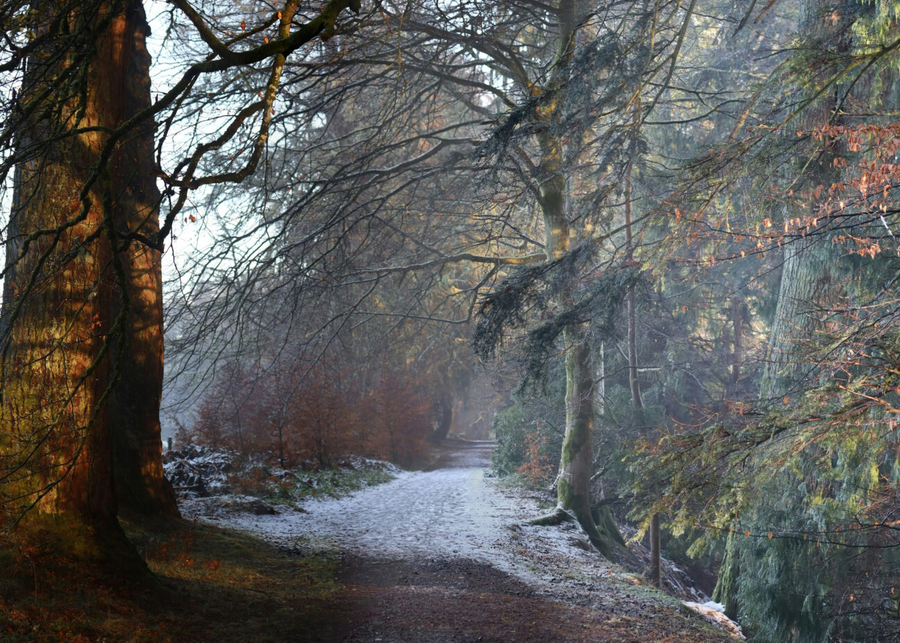 Dunkeld Woods by Geoff Harrison via Unsplash